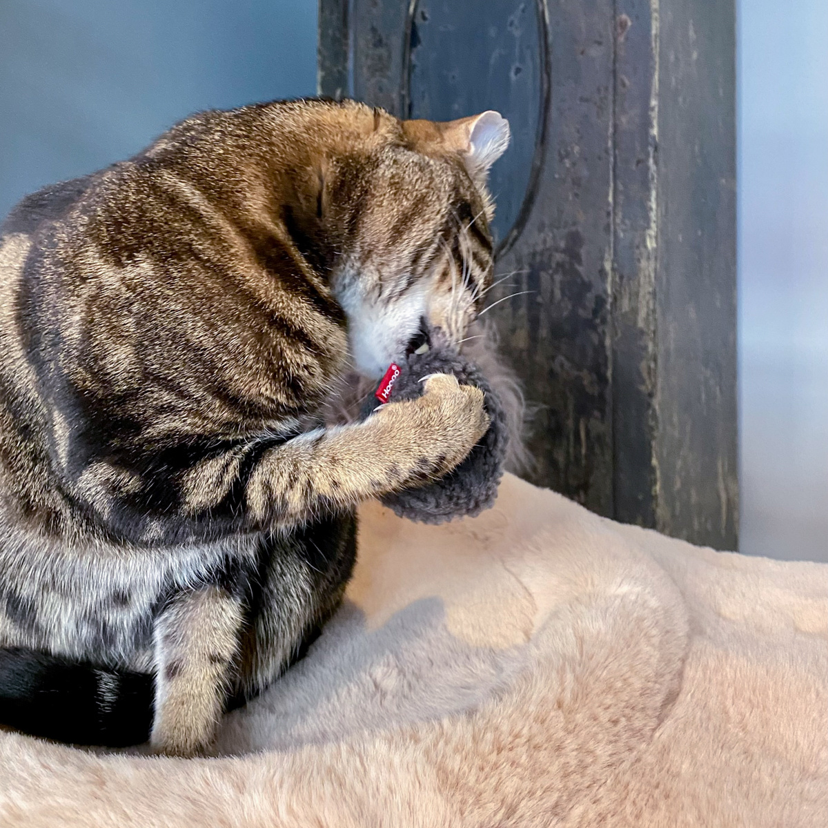 Mini Donuts Jouet pour chat 3x