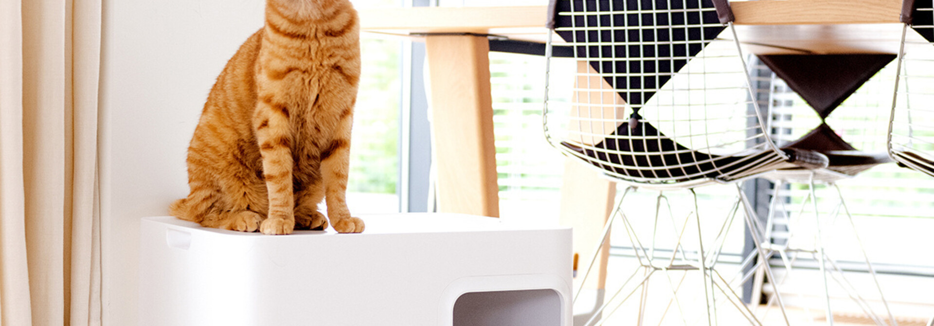 Which cat litter is the best?