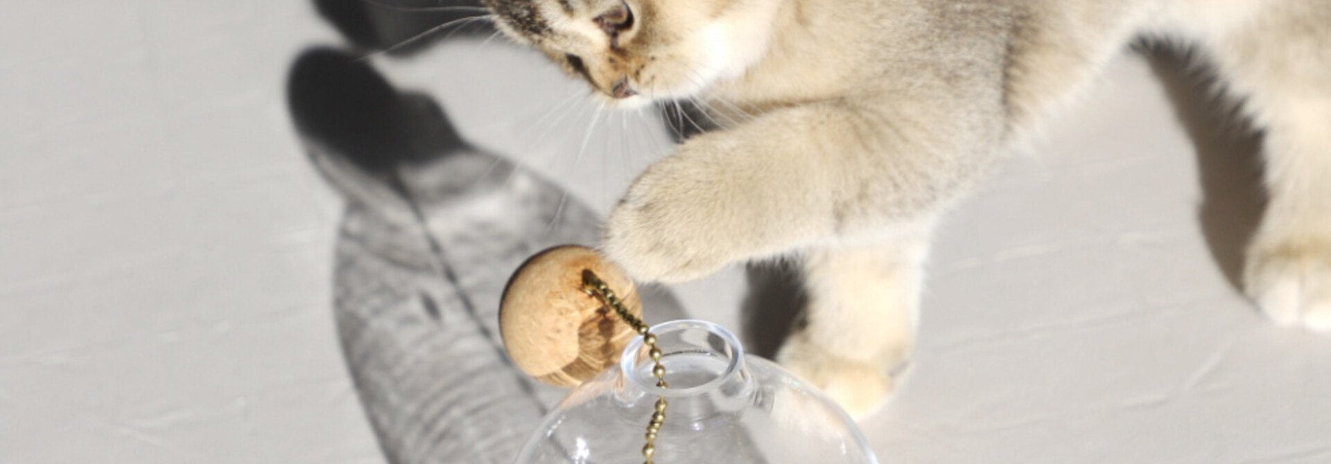 Cat toys: Tips & ideas for fun interaction with your cat