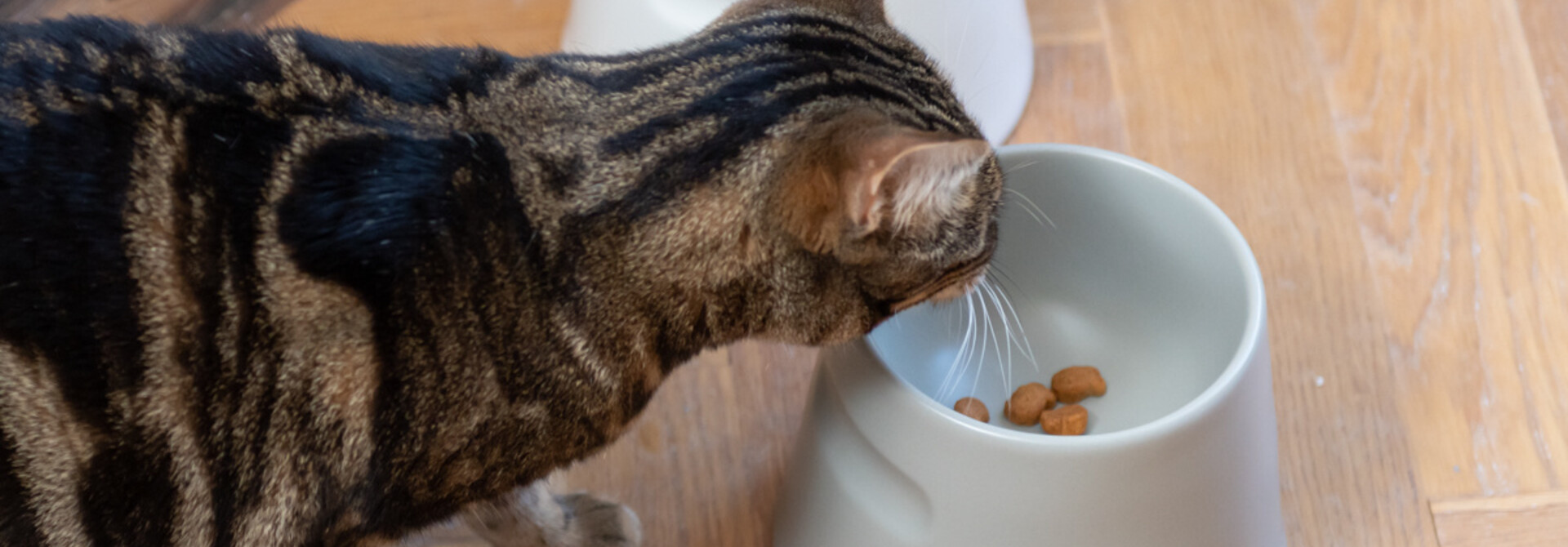 How do you encourage your cat to drink more?