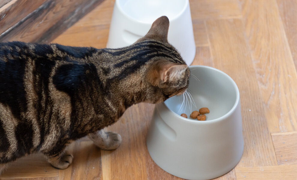 How do you encourage your cat to drink more?