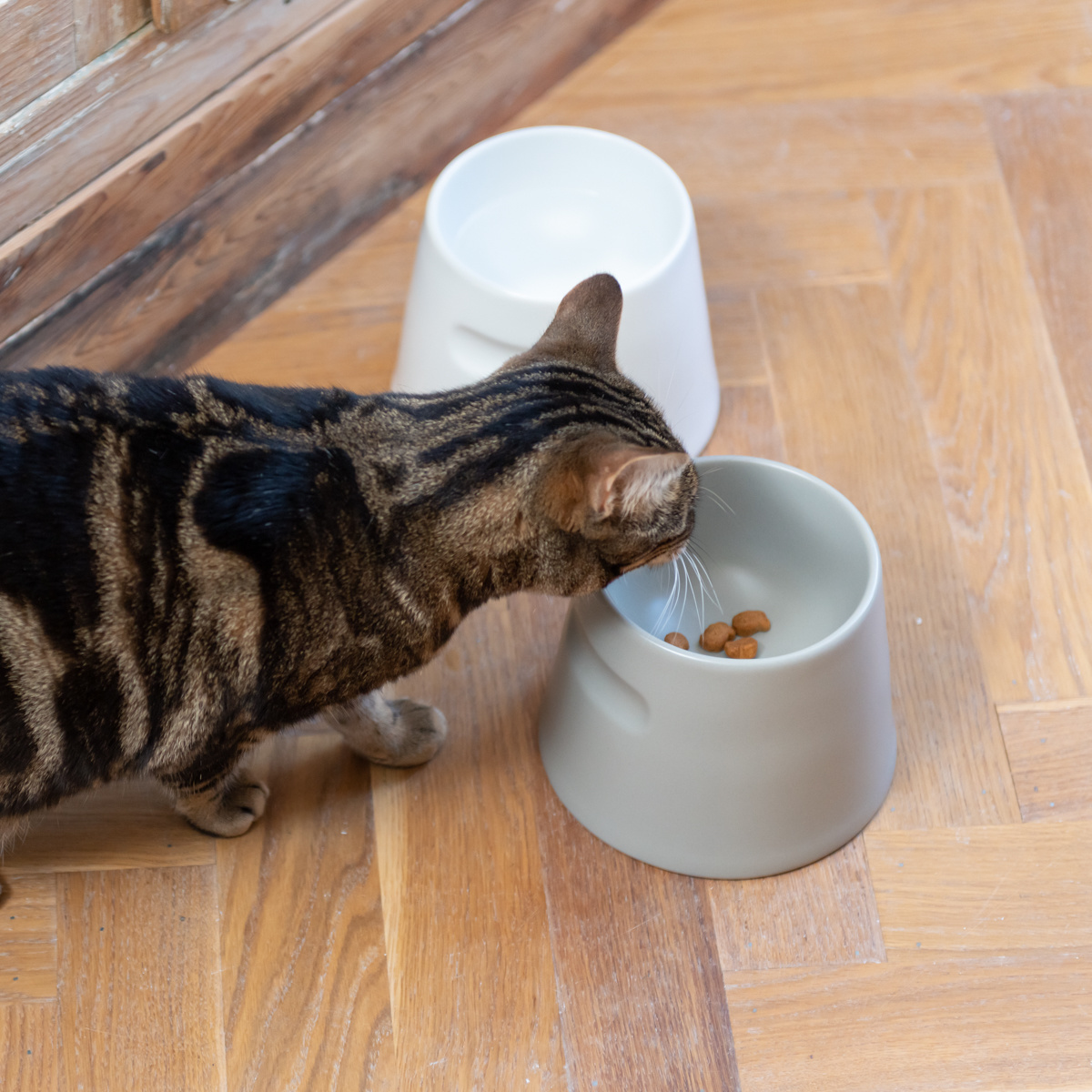 Comment encourager votre chat à boire davantage ? Hoopo®