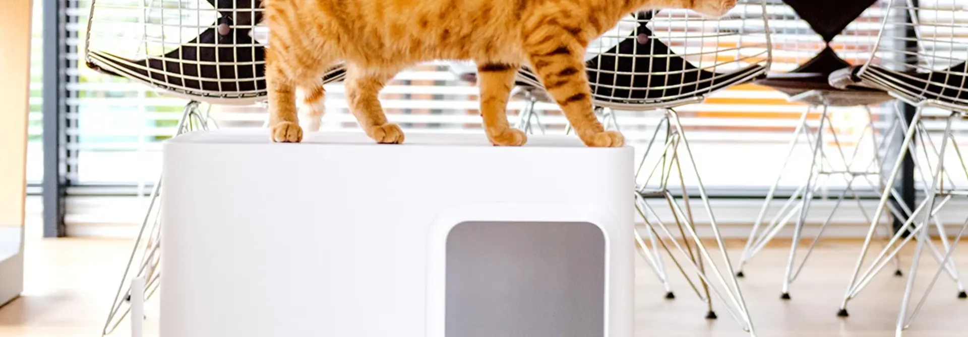 How to get cat shop to use new litter box