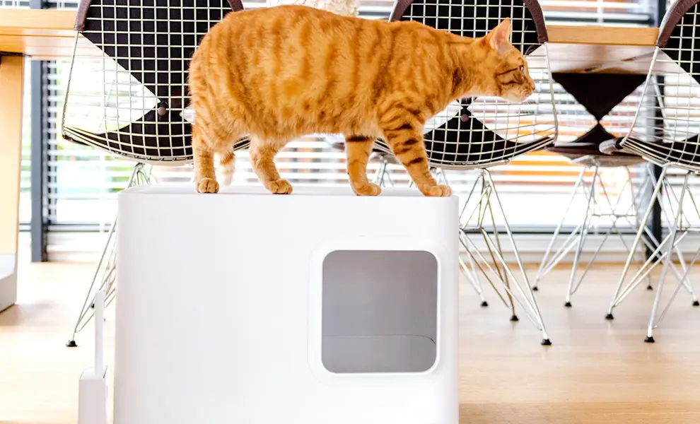 5 tips for introducing a new litter box