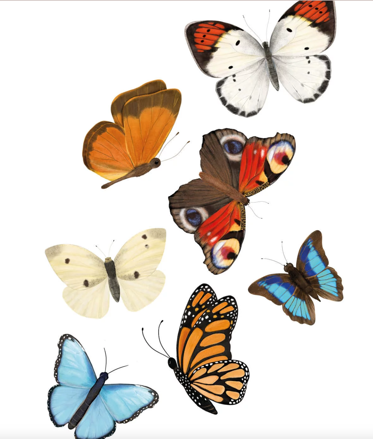 kaart vlinders-2