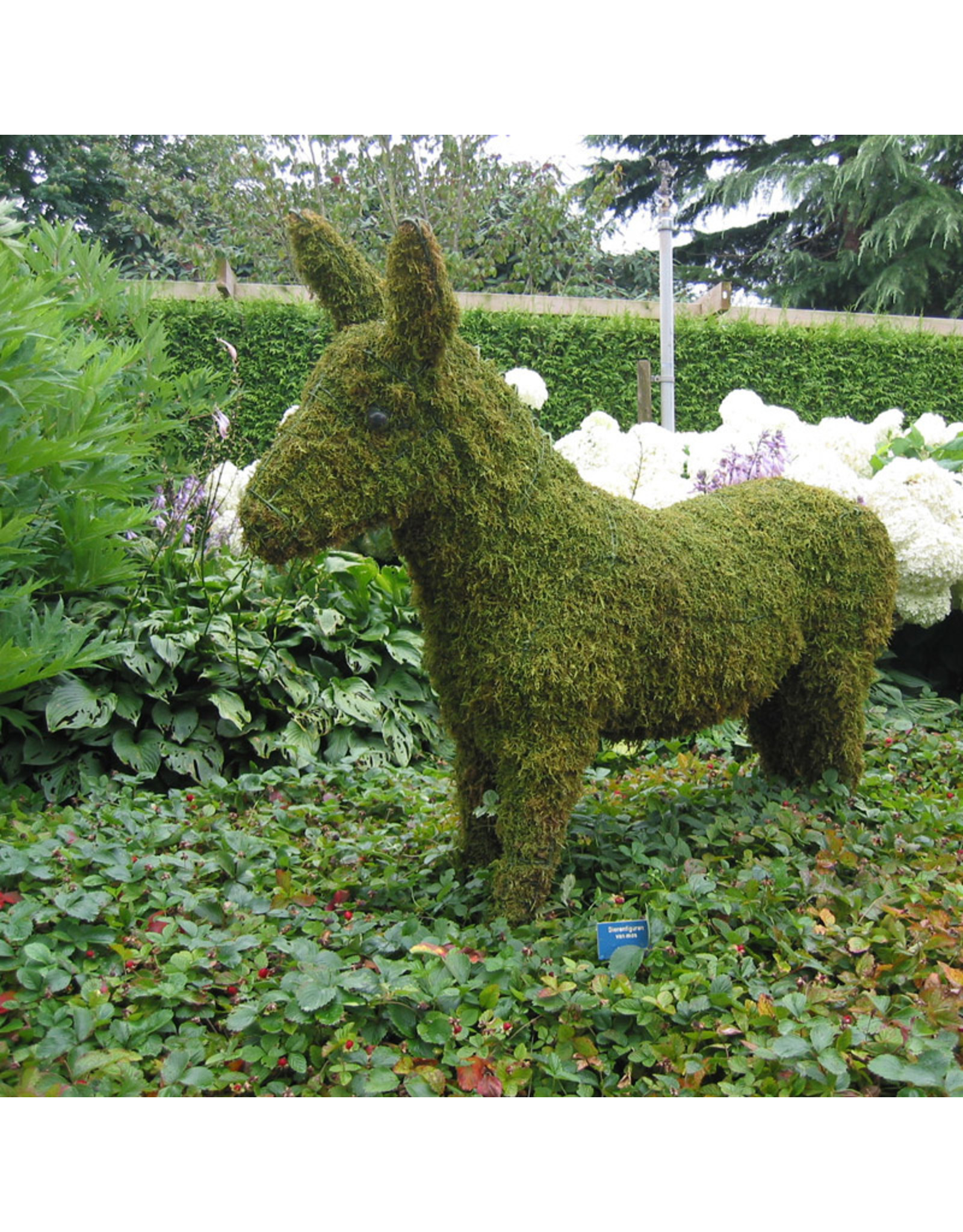 Artopya Donkey