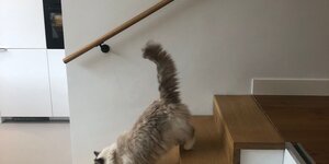 Hoe hoog moet een trapleuning hangen?