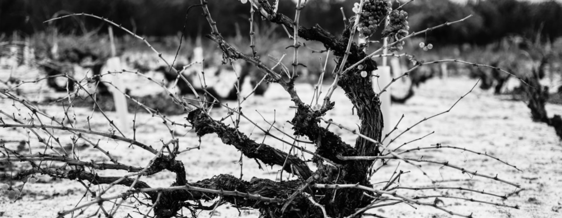 Félix Lorenzo Cachazo