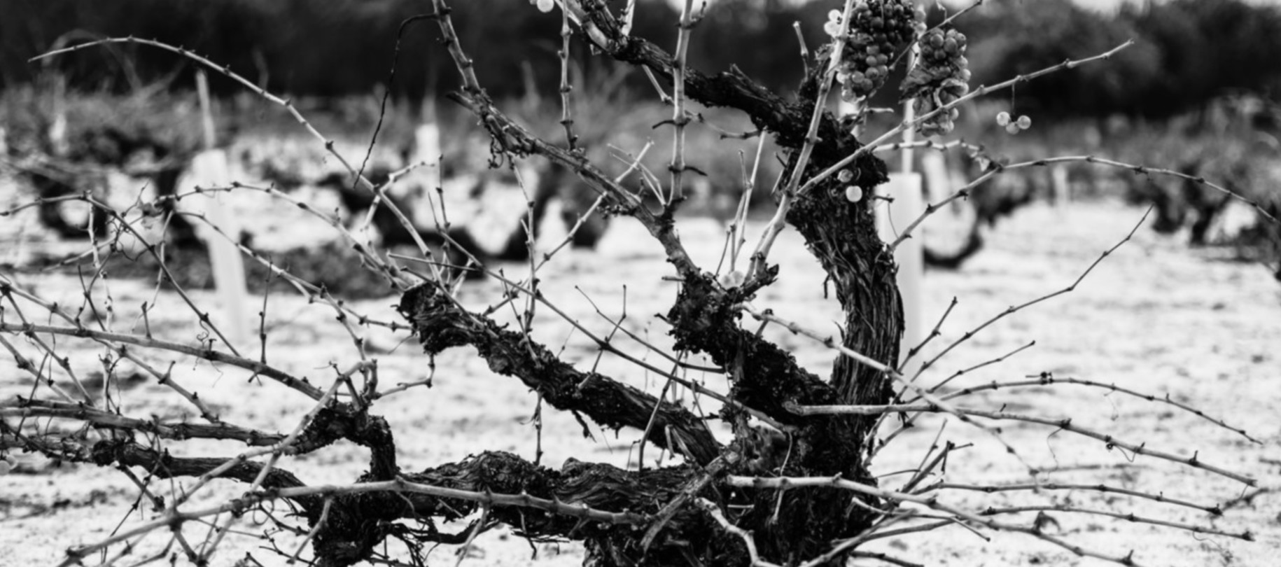 Félix Lorenzo Cachazo