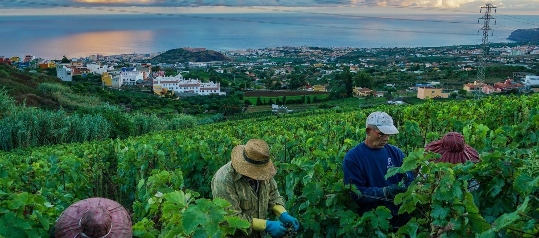 Suertes del Marqués