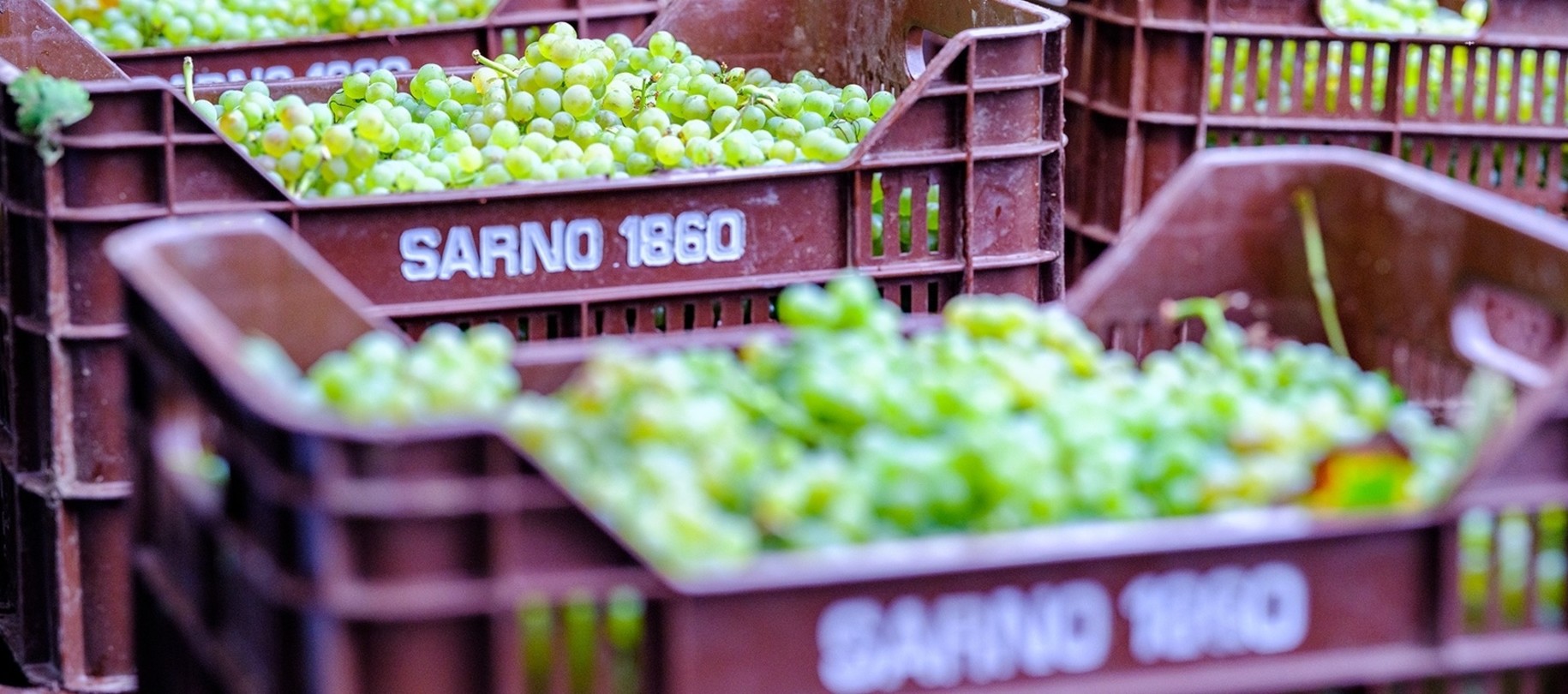 Sarno 1860