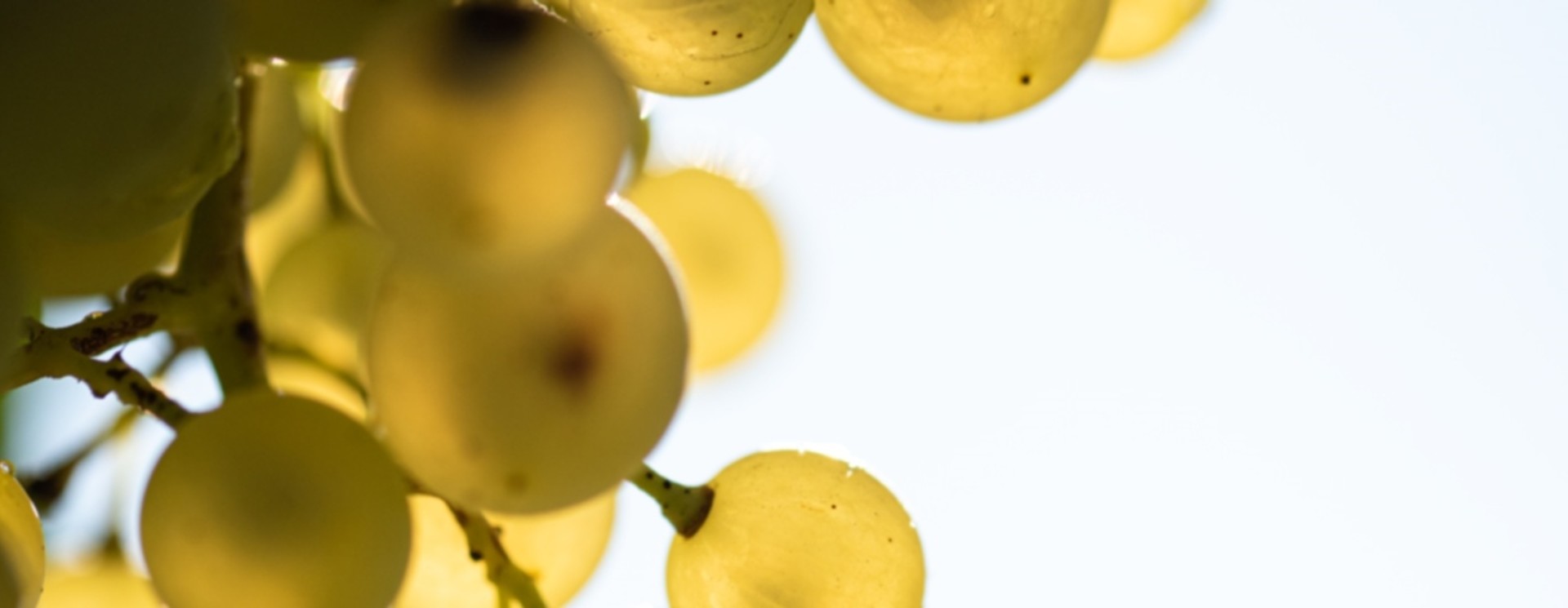 Semillon