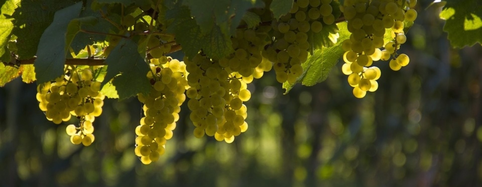 Grüner Veltliner