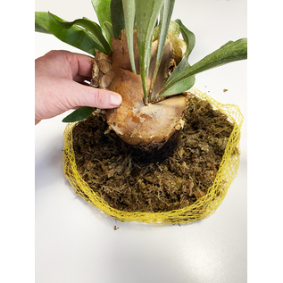 Versandmetall Support pour plantes en acier inoxydable, montage mural, aide à la plantation pour fougères écureuils, orchidées, plantes épiphytes, 2 tailles