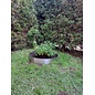 Versandmetall Anneau de plantation en acier inoxydable (V2A) en 2 parties, diamètre 1260 mm, bordure de pelouse ronde avec pli, anneau pré-cintré en demi-coquille, hauteur 20 cm