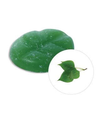 Scentchips® Fondants Parfumés Evergreen XL