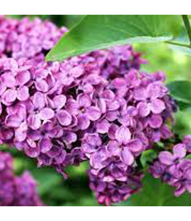 Scentchips® Lilac wax melts