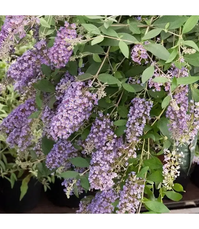 Scentchips® Lavendel geurolie ScentOils - 475ml