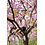 Mismatched Sokken Sokken Cherry Blossom by Many Mornings