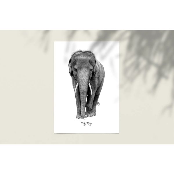 Ferdy Remijn Postkaart Asian Elephant - Ferdy Remijn