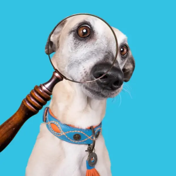 Dog With A Mission (DWAM) Honden halsband Urban Jones | Dog with a mission