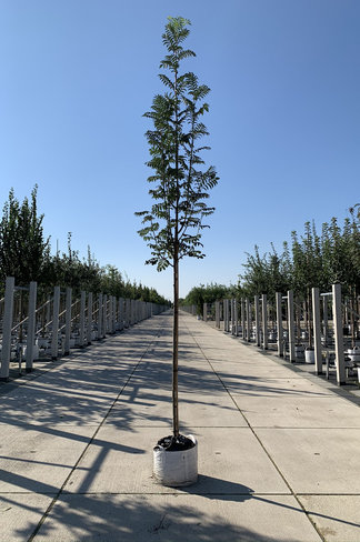 Vogelbeere - Eberesche | Sorbus aucuparia