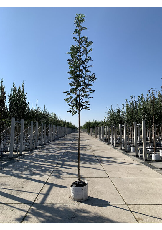 Vogelbeere - Eberesche | Sorbus aucuparia