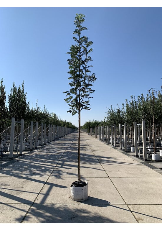 Vogelbeere - Eberesche | Sorbus aucuparia