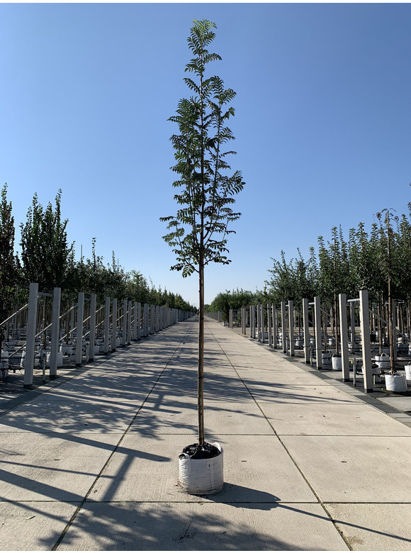 Vogelbeere-Eberesche | Sorbus aucuparia Vogelbeere-Eberesche | Sorbus aucuparia
