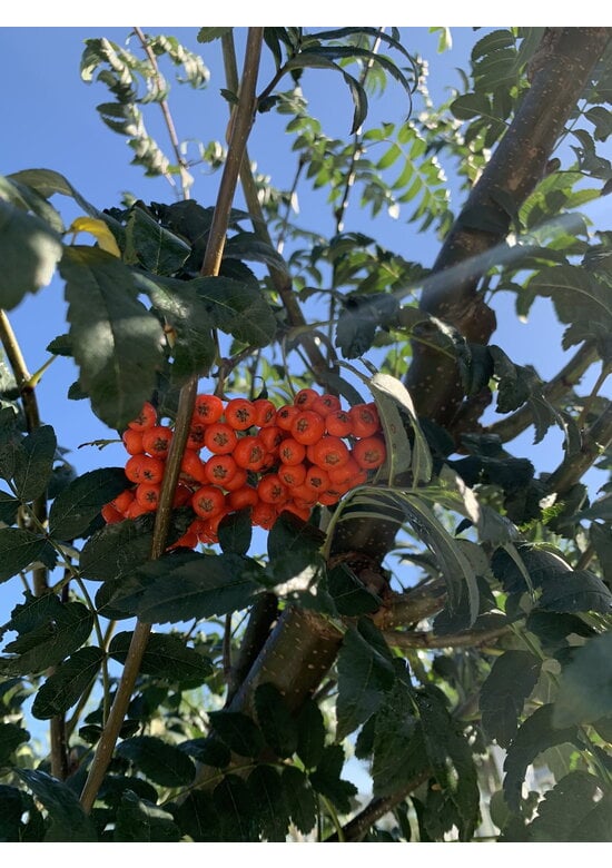Vogelbeere - Eberesche | Sorbus aucuparia