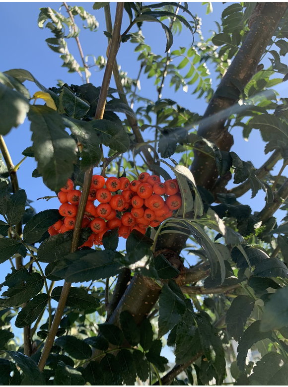 Vogelbeere-Eberesche | Sorbus aucuparia Vogelbeere-Eberesche | Sorbus aucuparia