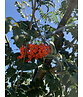 Vogelbeere - Eberesche | Sorbus aucuparia