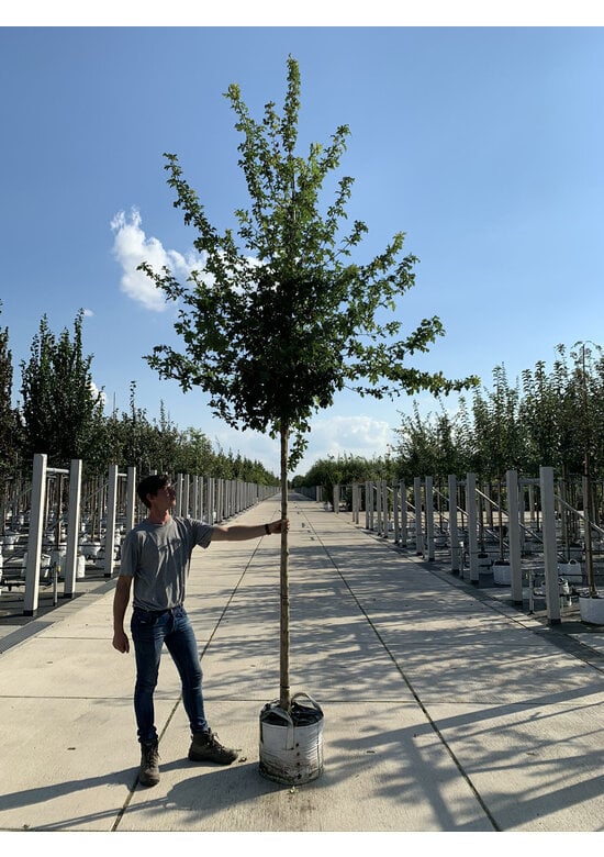 Feldahorn 'Elsrijk' | Acer campestre 'Elsrijk'