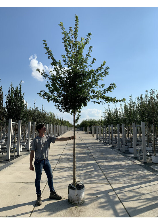 Feld-Ahorn 'Elsrijk' | Acer campestre 'Elsrijk' Feld-Ahorn 'Elsrijk' | Acer campestre 'Elsrijk'