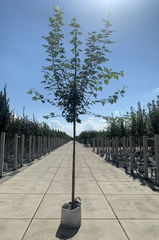 Rotahorn Baum | Acer rubrum