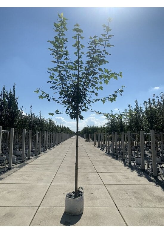 Rotahorn Baum | Acer rubrum