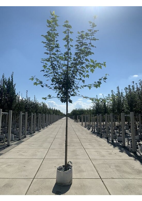 Rot-Ahorn - Scharlach-Ahorn - Sumpf-Ahorn | Acer rubrum