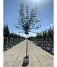 Rot-Ahorn - Scharlach-Ahorn - Sumpf-Ahorn | Acer rubrum Rot-Ahorn - Scharlach-Ahorn - Sumpf-Ahorn | Acer rubrum