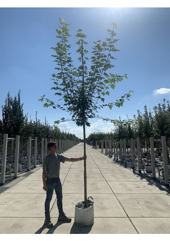 Rotahorn Baum | Acer rubrum