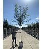 Rot-Ahorn - Scharlach-Ahorn - Sumpf-Ahorn | Acer rubrum Rot-Ahorn - Scharlach-Ahorn - Sumpf-Ahorn | Acer rubrum