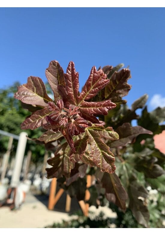 Feldahorn 'Red Shine' | Acer campestre 'Red Shine'
