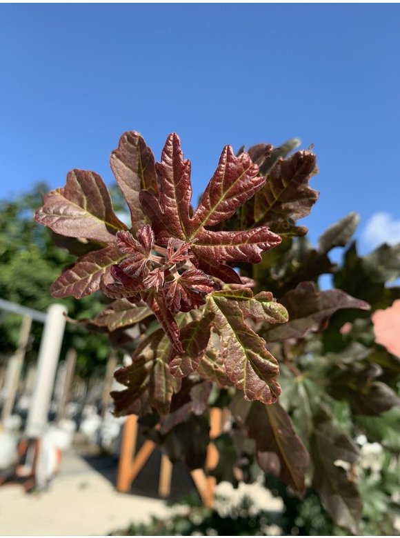 Feldahorn 'Red Shine' | Acer campestre 'Red Shine' Feldahorn 'Red Shine' | Acer campestre 'Red Shine'