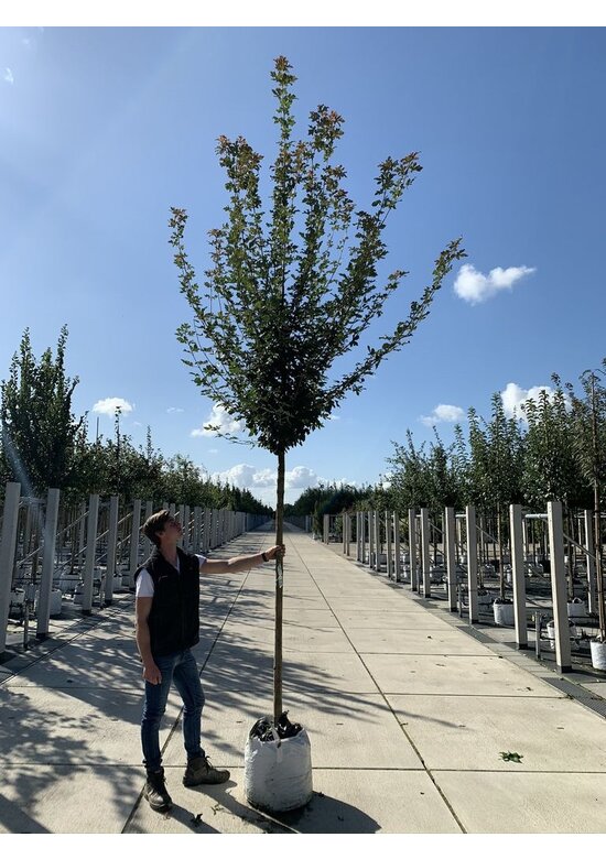 Feldahorn 'Red Shine' | Acer campestre 'Red Shine'