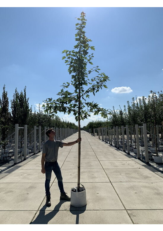 Herbstflammenahorn 'Autumn Blaze' | Acer freemanii 'Autumn Blaze'