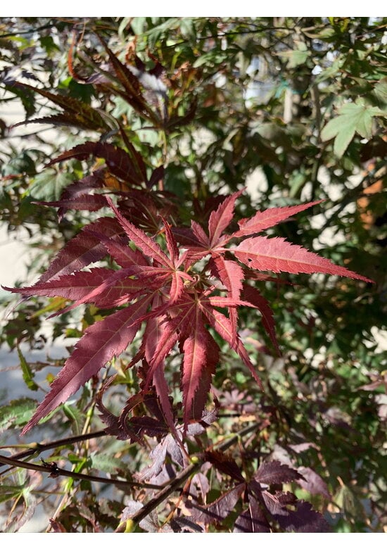Roter Fächer-Ahorn | Acer palmatum 'Atropurpureum'