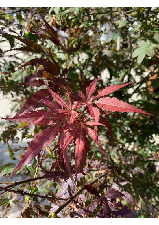 Roter Fächer-Ahorn | Acer palmatum 'Atropurpureum' Roter Fächer-Ahorn | Acer palmatum 'Atropurpureum'