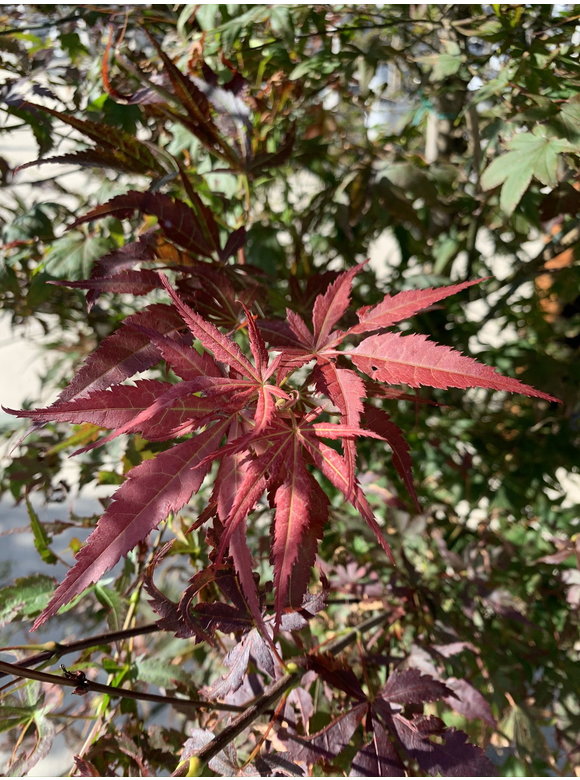 Roter Fächer-Ahorn | Acer palmatum 'Atropurpureum' Roter Fächer-Ahorn | Acer palmatum 'Atropurpureum'