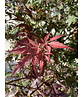Roter Fächer-Ahorn | Acer palmatum 'Atropurpureum' Roter Fächer-Ahorn | Acer palmatum 'Atropurpureum'