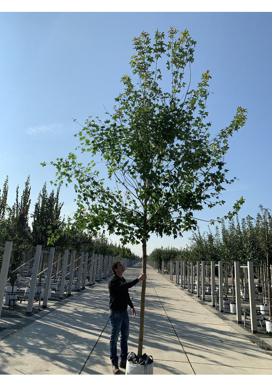 Spitzahorn | Acer platanoides