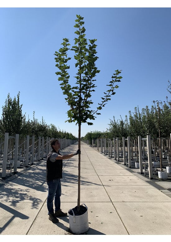 Kegelförmiger Spitzahorn 'Cleveland' | Acer platanoides 'Cleveland'